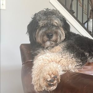 Meet your Posher, Harper